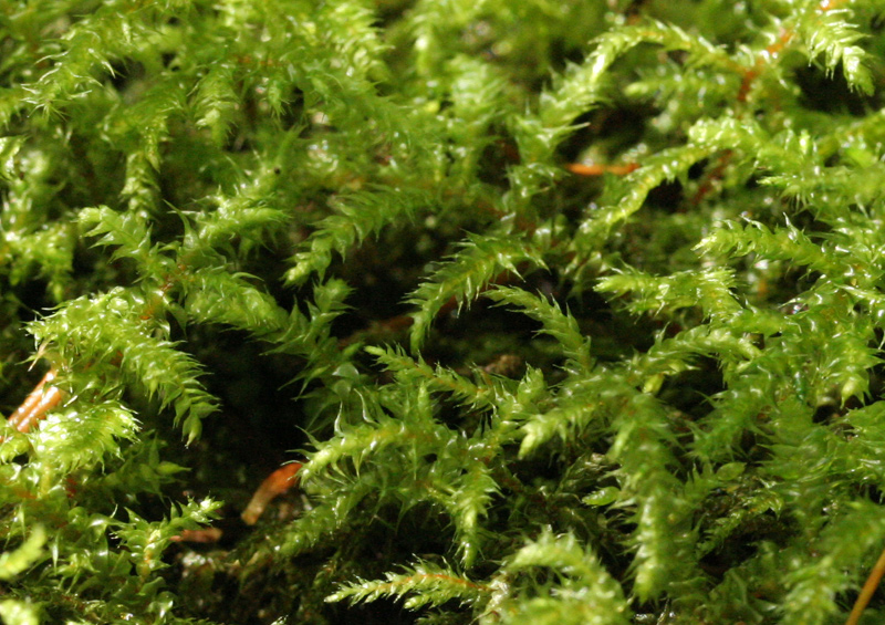 Rhytidiadelphus subpinnatus